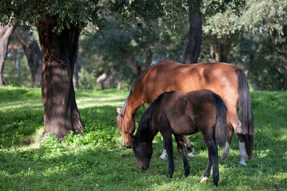 Coudelaria Vale Pau Villa Коруши Екстериор снимка