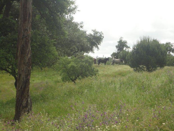 Coudelaria Vale Pau Villa Коруши Екстериор снимка